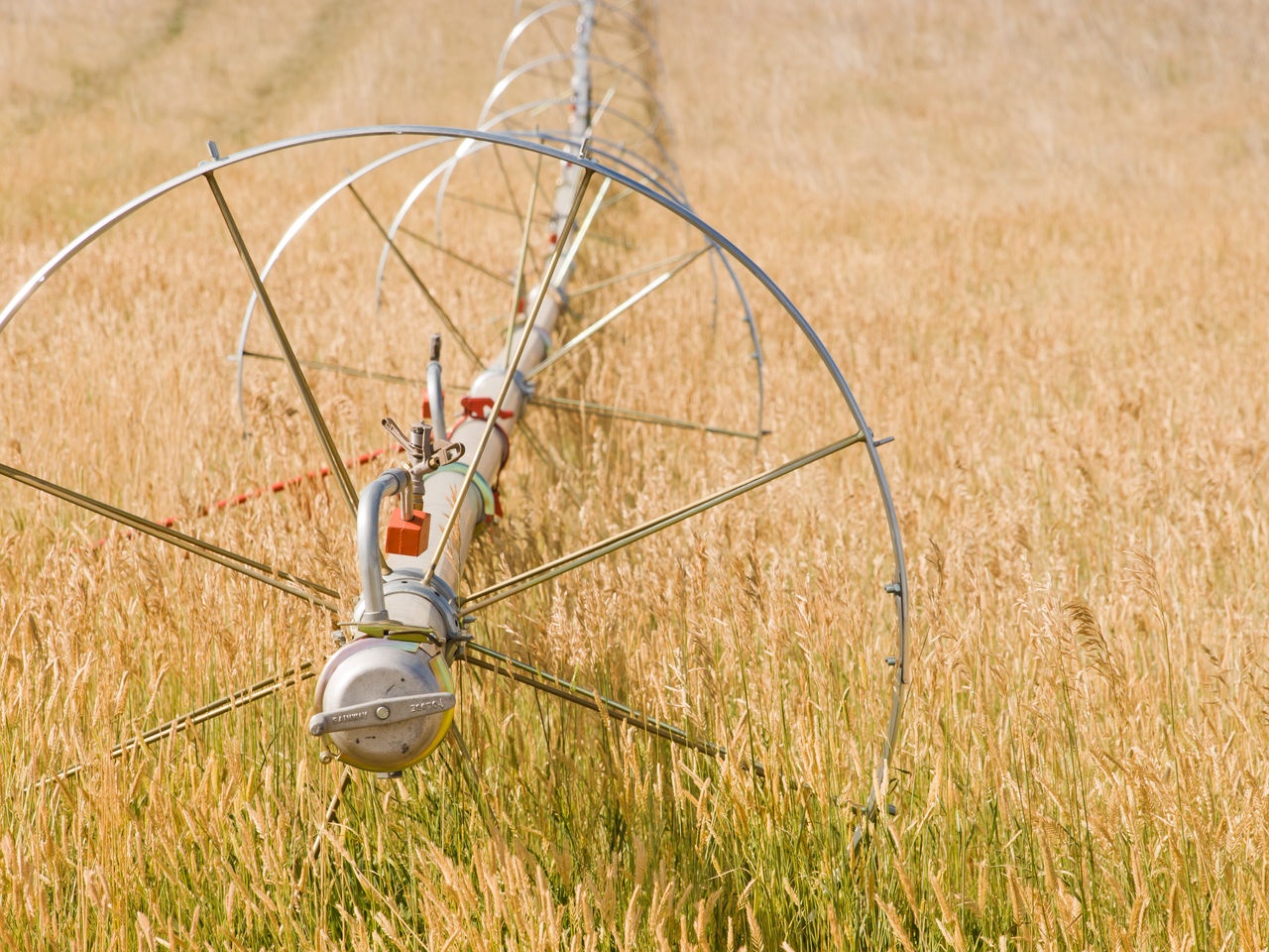 An irrigation system in a golden field