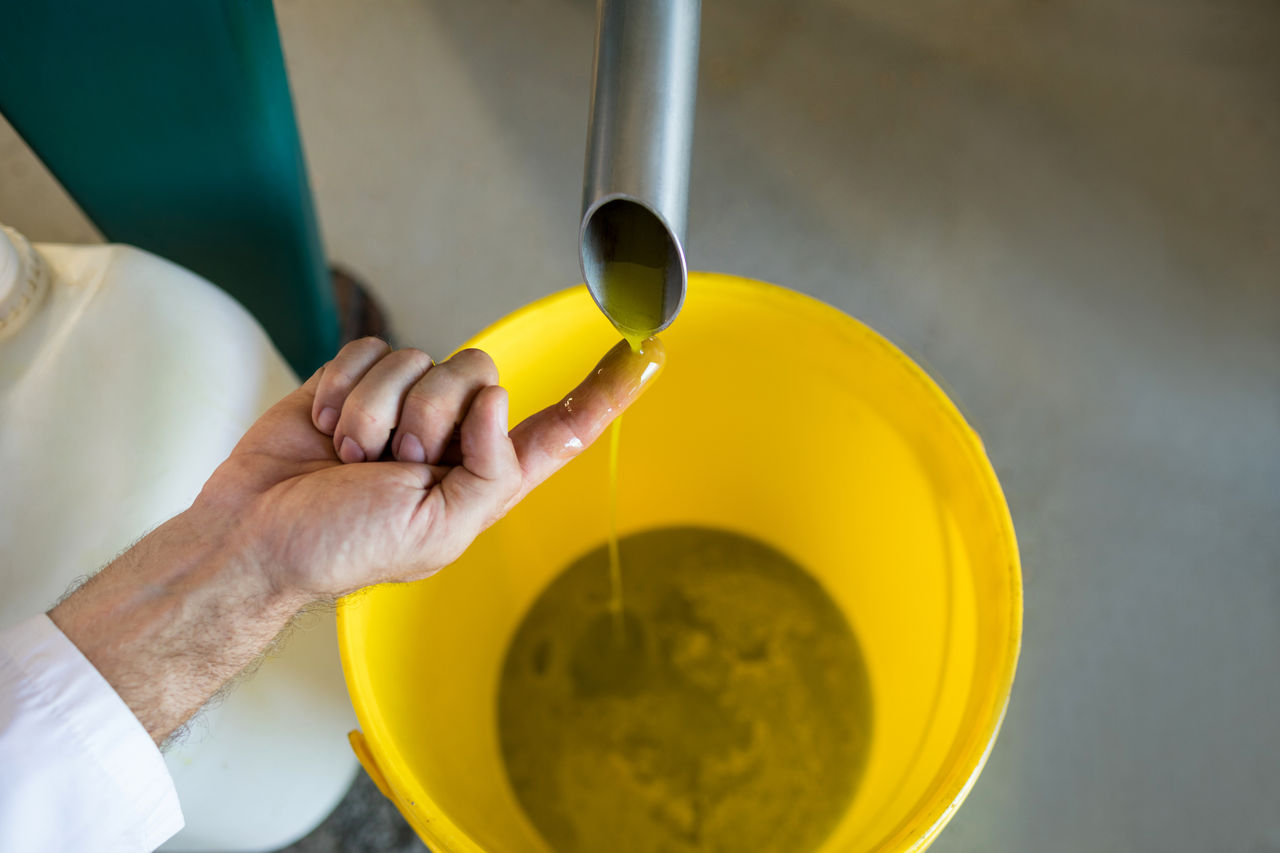 Person testing olive oil flow into yellow bucket